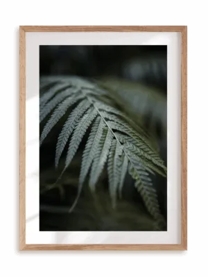 Plakat Ciemna strona paproci w ramie drewnianej