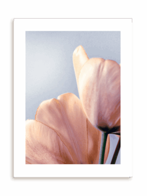 Plakat Kwiatowe ombre I bez ramy