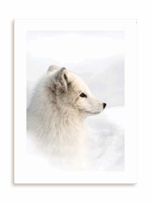 Plakat Lisek polarny bez ramy