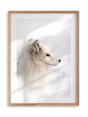 Plakat Lisek polarny w ramie drewnianej