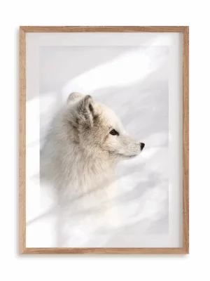 Plakat Lisek polarny w ramie drewnianej