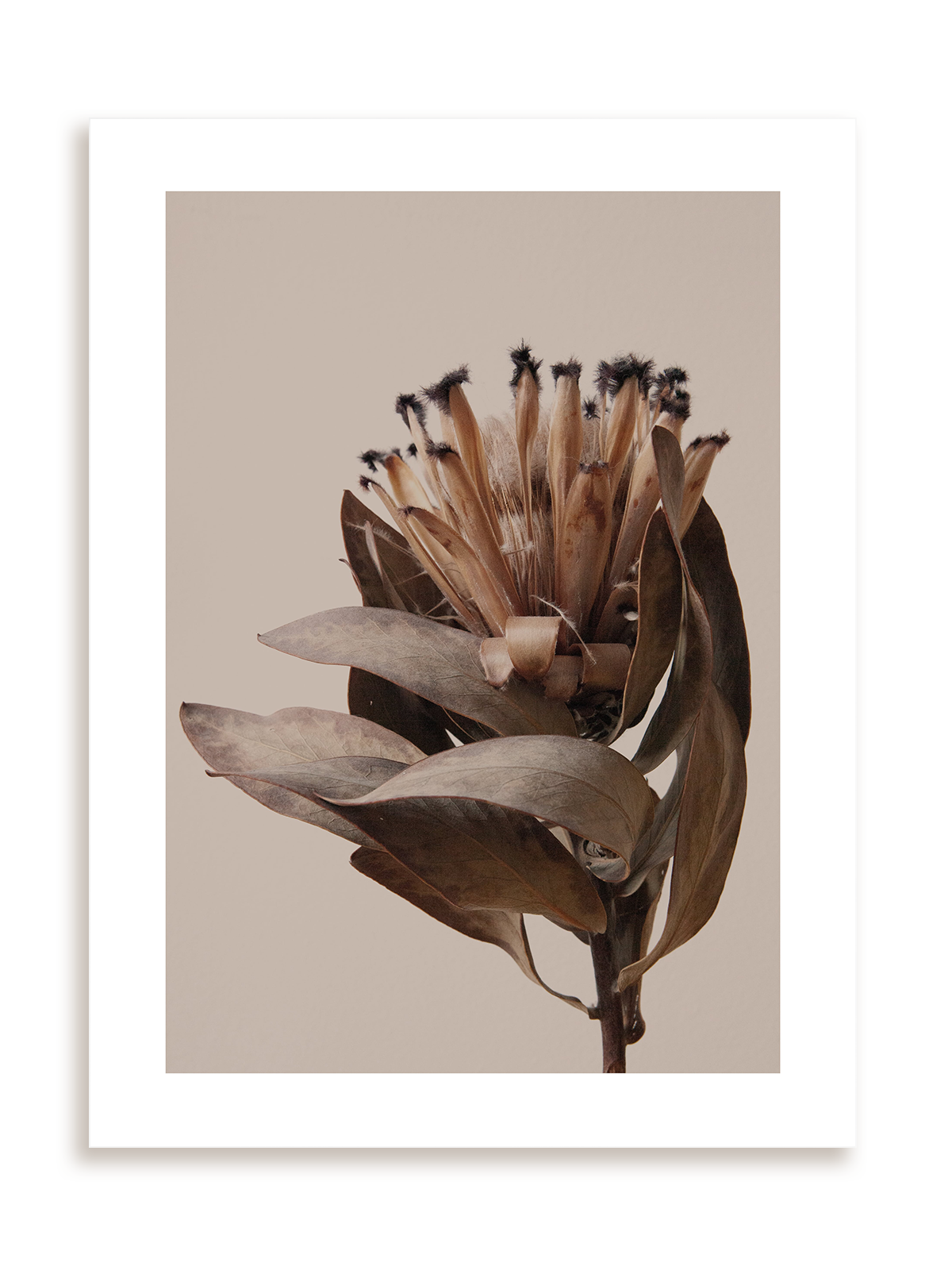 Plakat W brązach bez ramy