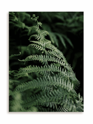 Plakat Świat paproci bez ramy