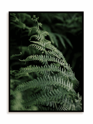 Plakat Świat paproci w ramie aluminiowej