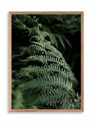Plakat Świat paproci w ramie drewnianej