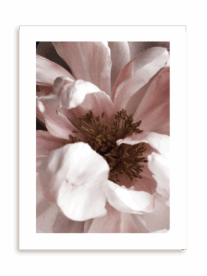 Plakat Subtelny rozkwit bez ramy