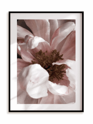 Plakat Subtelny rozkwit w ramie aluminiowej