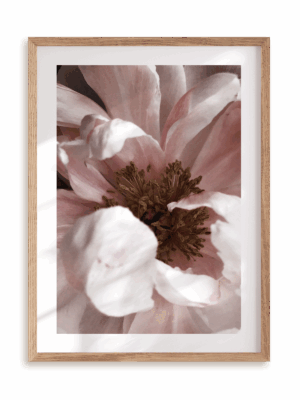 Plakat Subtelny rozkwit w ramie drewnianej