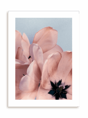 Plakat Kwiatowe ombre II bez ramy