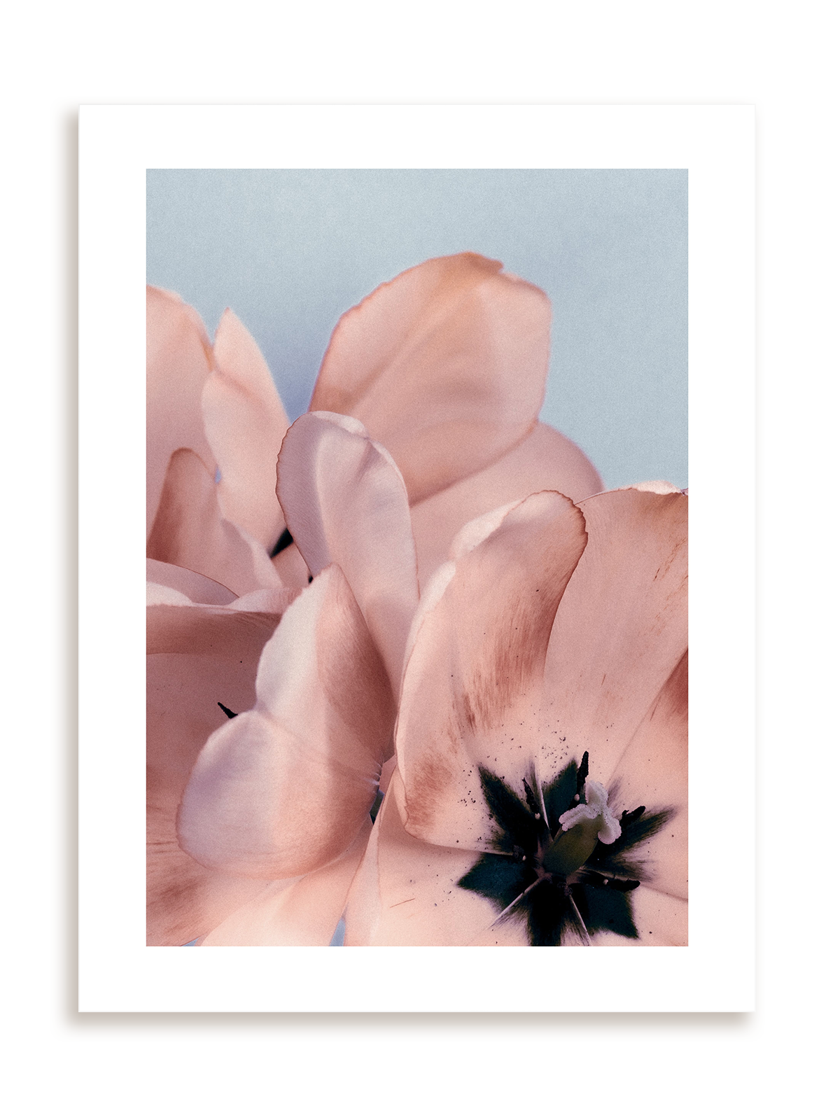 Plakat Kwiatowe ombre II bez ramy