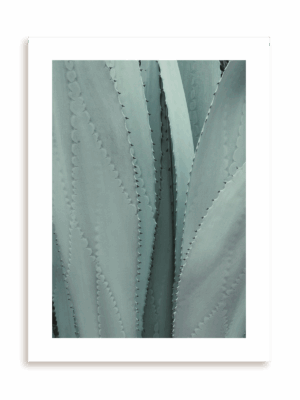 Plakat Ale agawa bez ramy