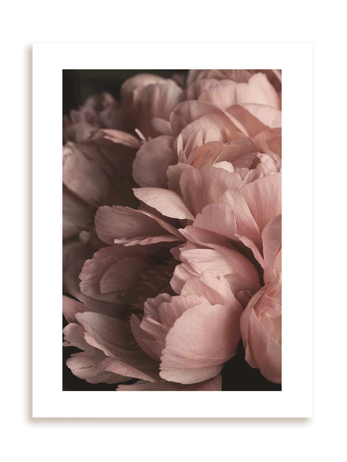 Plakat Kwiatowy światłocień bez ramy