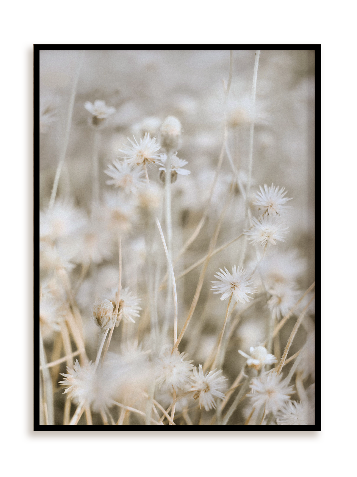 Plakat Łąkowa subtelność w ramie aluminiowej
