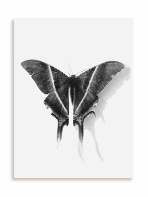 Plakat Królowa nocy bez ramy