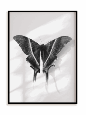 Plakat Królowa nocy w ramie aluminiowej