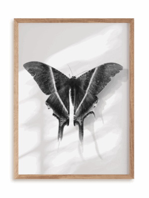 Plakat Królowa nocy w ramie drewnianej