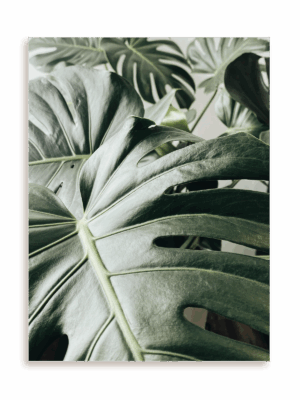 Plakat Kolejna monstera bez ramy