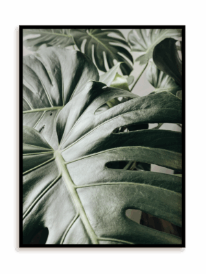 Plakat Kolejna monstera w ramie aluminiowej