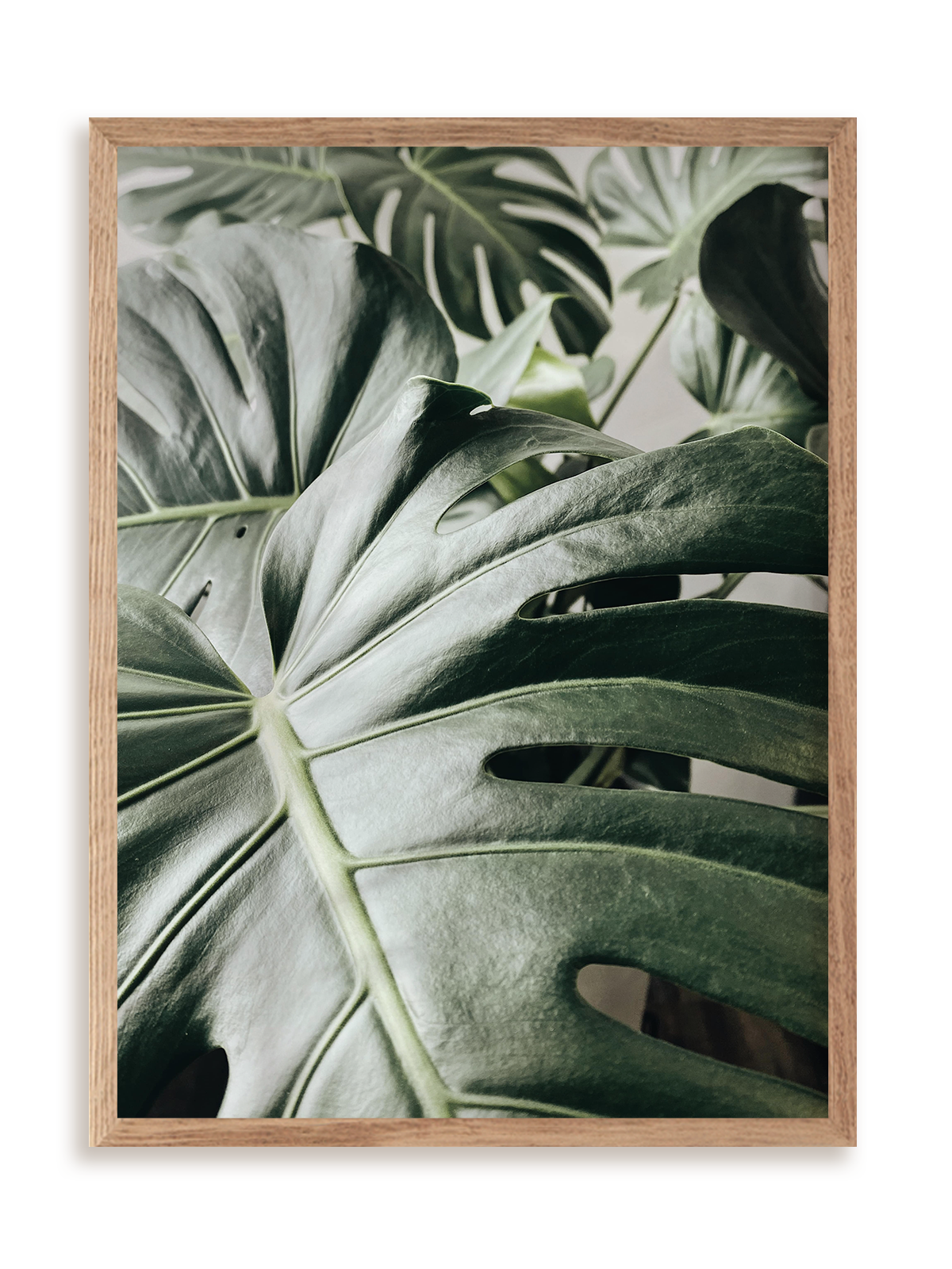Plakat Kolejna monstera w ramie drewnianej
