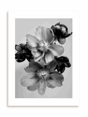 Plakat Kwiaty w monochromie III bez ramy