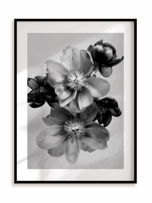 Plakat Kwiaty w monochromie III w ramie aluminiowej