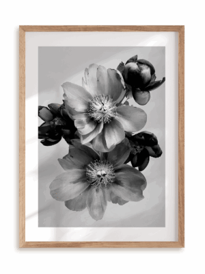 Plakat Kwiaty w monochromie III w ramie drewnianej
