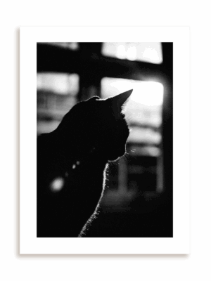 Plakat W cieniu kota bez ramy