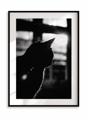 Plakat W cieniu kota w ramie aluminiowej