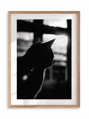 Plakat W cieniu kota w ramie drewnianej