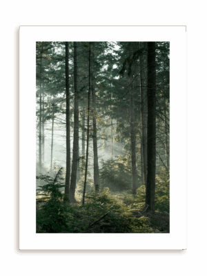 Plakat W środku lasu bez ramy