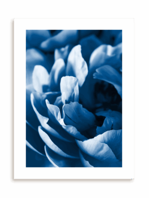 Plakat Blue petals bez ramy