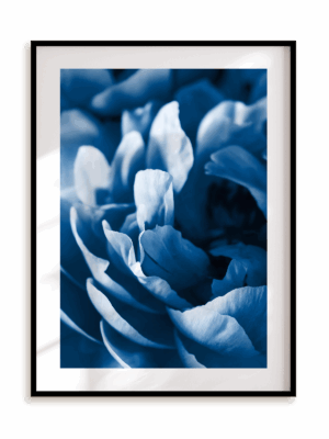 Plakat Blue petals w ramie aluminiowej