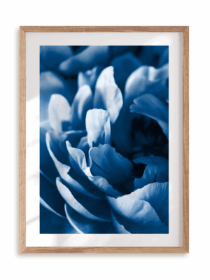 Plakat Blue petals w ramie drewnianej