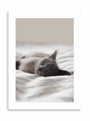 Plakat Kocia drzemka bez ramy