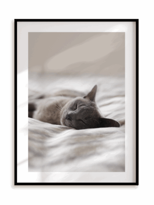 Plakat Kocia drzemka w ramie aluminiowej