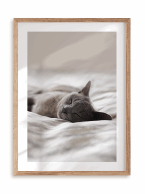 Plakat Kocia drzemka w ramie drewnianej