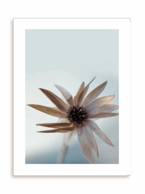 Plakat Rozmarzony bez ramy