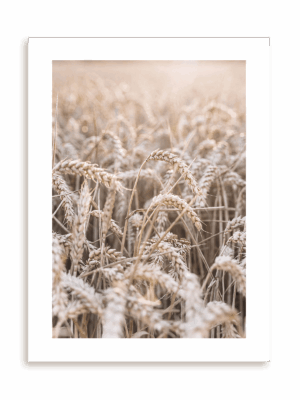 Plakat W pszenicy bez ramy