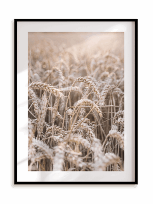 Plakat W pszenicy w ramie aluminiowej