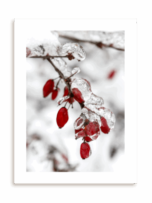 Plakat Zamarznięta gałązka bez ramy