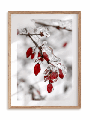 Plakat Zamarznięta gałązka w ramie drewnianej