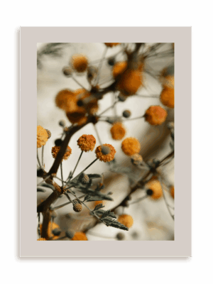 Plakat Pomarańczowe kuleczki bez ramy