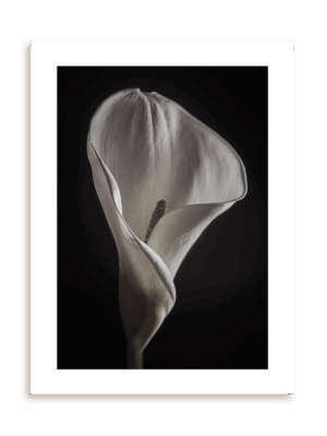 Plakat Kwiatowy kielich bez ramy