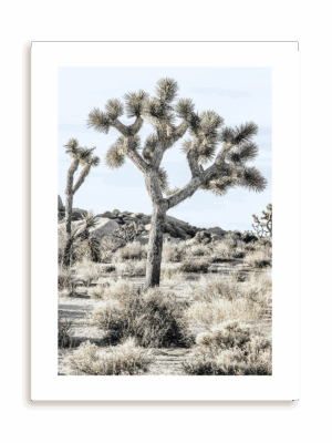 Plakat Joshua Tree bez ramy