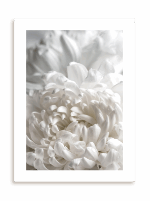 Plakat Biała dalia bez ramy