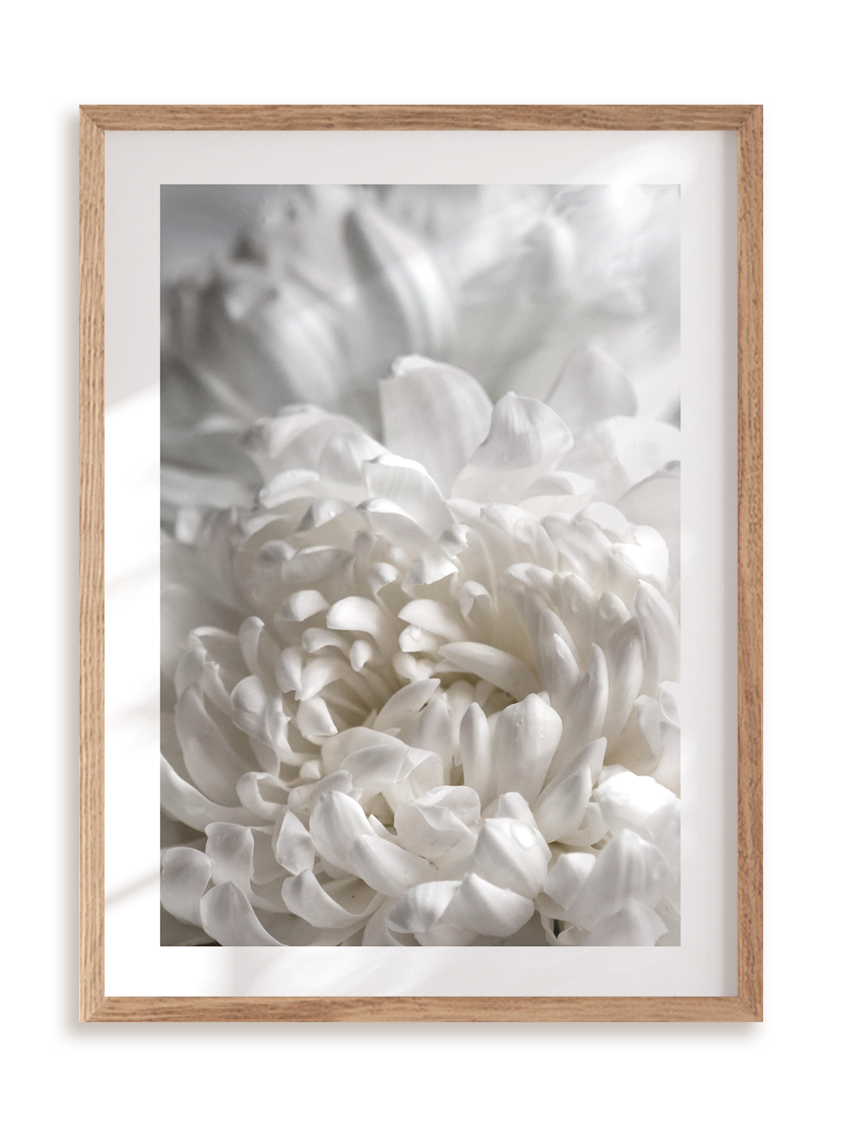 Plakat Biała dalia w ramie drewnianej