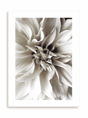 Plakat Królowa Dahlia bez ramy