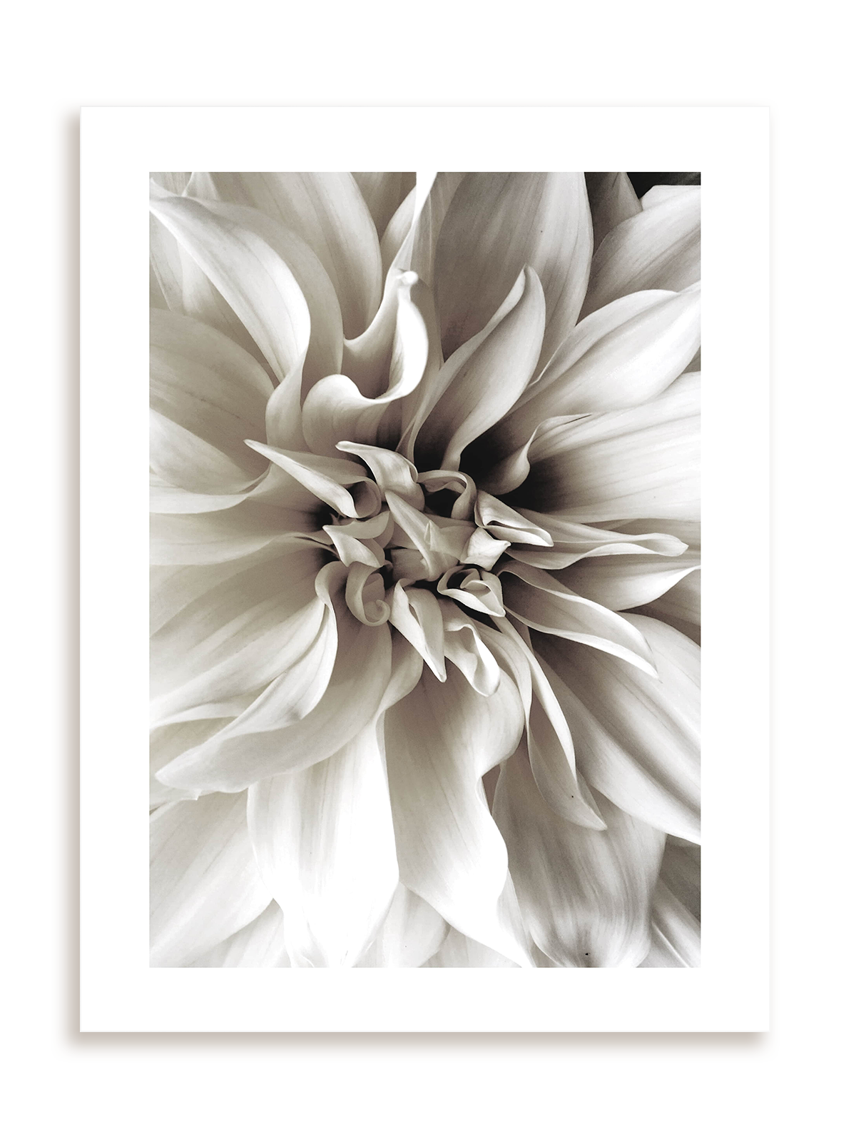 Plakat Królowa Dahlia bez ramy