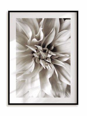 Plakat Królowa Dahlia w ramie aluminiowej