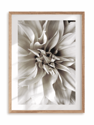 Plakat Królowa Dahlia w ramie drewnianej